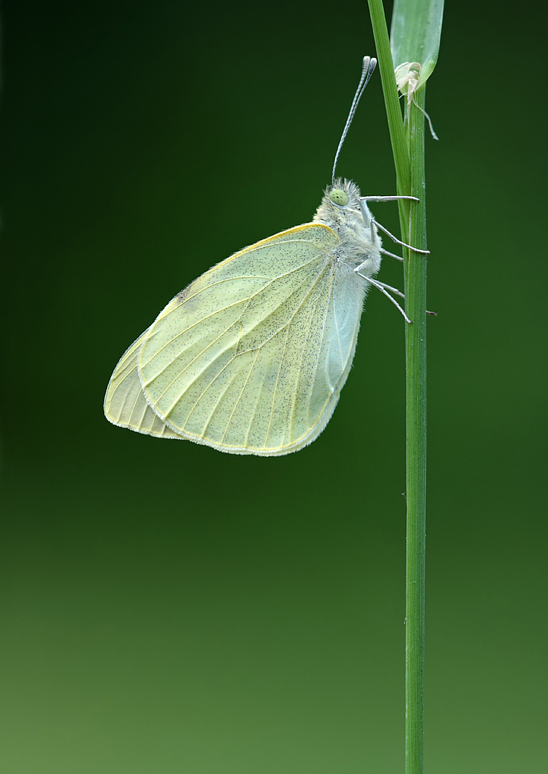 Large White 1